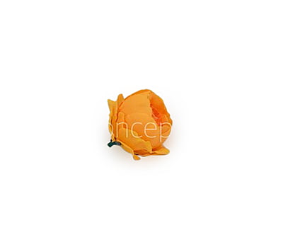 Orange Peonies Orange Peonies