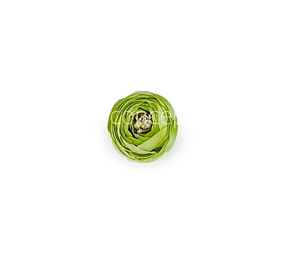 Small Peony-Lime Green Small Peony-Lime Green