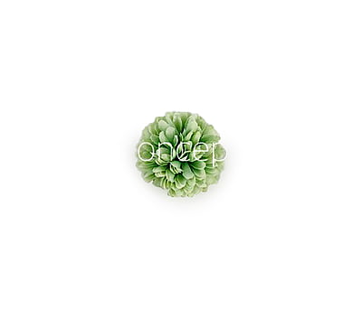 Carnation - Pistachio Green