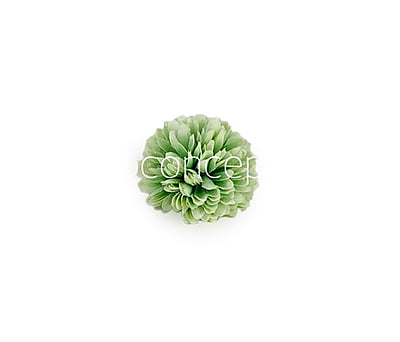 Carnation - Pistachio Green