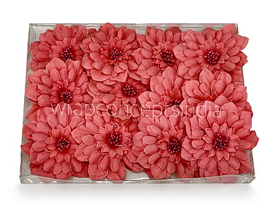 Dahlia Flower - Watermelon