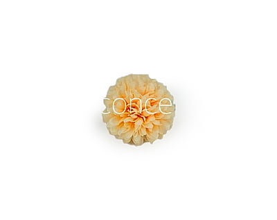 Carnation - Lemon Yellow