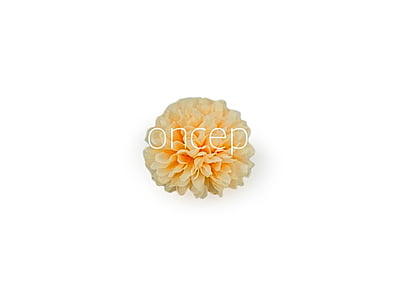 Carnation - Lemon Yellow