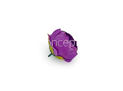 Peony - Lilac with hints of Violet Peony - Lilac with hints of Violet