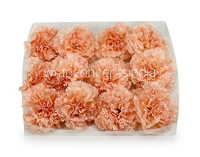 Melon Carnation
