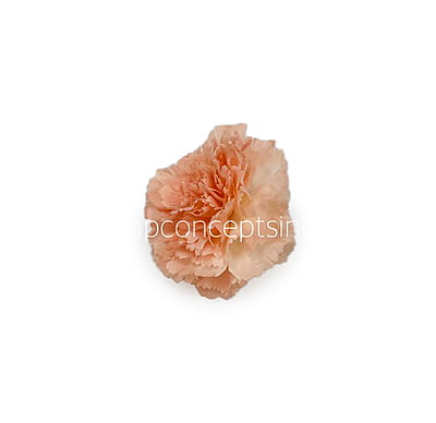 Melon Carnation Melon Carnation