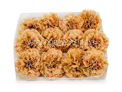 Ginger Carnation