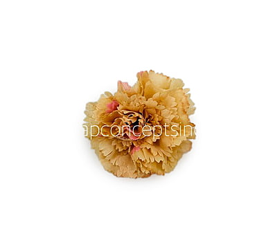 Ginger Carnation