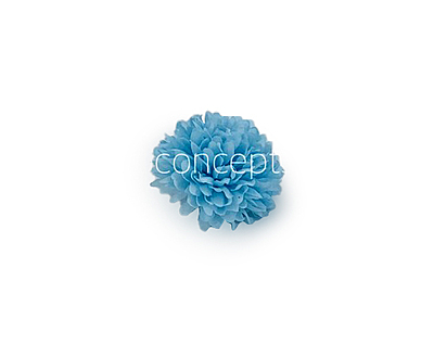 Carnation - Sky Blue