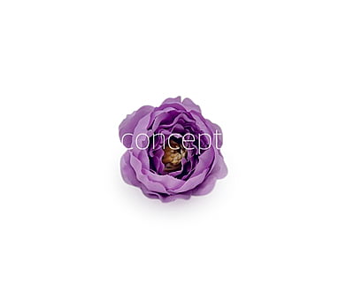 Mauve Peonies