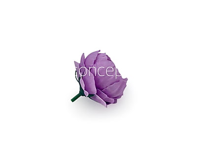 Mauve Peonies