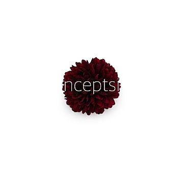 Carnation- Maroon