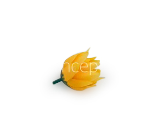 Bell Flower - Mango Yellow Bell Flower - Mango Yellow