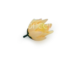 Bell Flower - Cream Yellow Bell Flower - Cream Yellow