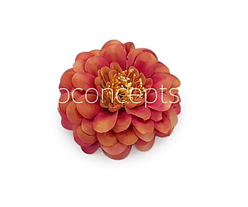 Dahlia - Blush With Hints of Pink Dahlia - Blush With Hints of Pink