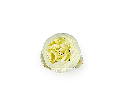 Peony - Ivory