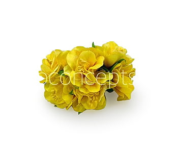 Yellow Flower On Stick with Pollen Yellow Flower On Stick with Pollen