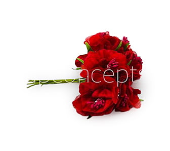 Red Flower On Stick with Pollen Red Flower On Stick with Pollen