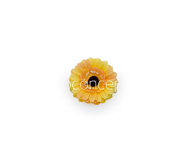 Saffron Gerberas Saffron Gerberas