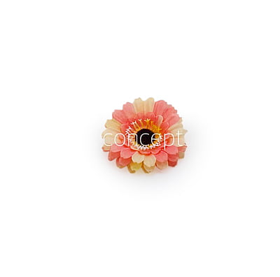 Peach with hints of Lemon Gerberas Peach with hints of Lemon Gerberas