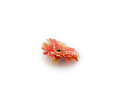 Peach with hints of Lemon Gerberas Peach with hints of Lemon Gerberas
