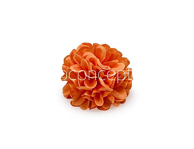 Flame Carnation