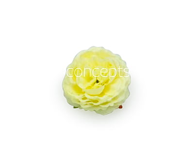 Ornate Peony-Lemon Chiffon