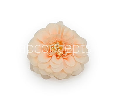 Dahlia Flower- Peach Dahlia Flower- Peach