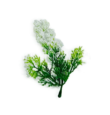Green Fern Leaves with White Edges Green Fern Leaves with White Edges