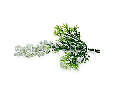 Green Fern Leaves with White Edges Green Fern Leaves with White Edges