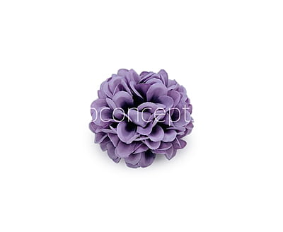 Wisteria Carnation