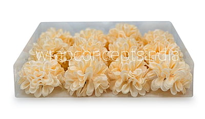 Cream Carnation