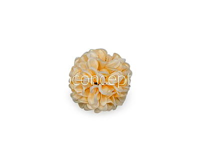 Cream Carnation
