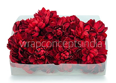 Maroon Dahlias