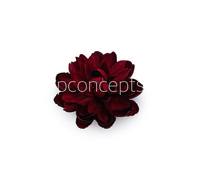Maroon Dahlias Maroon Dahlias