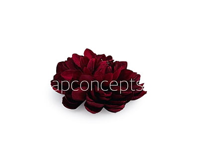 Maroon Dahlias Maroon Dahlias