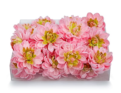Pink Lemonade with hints of Green Dahlias