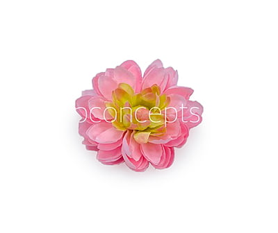 Pink Lemonade with hints of Green Dahlias
