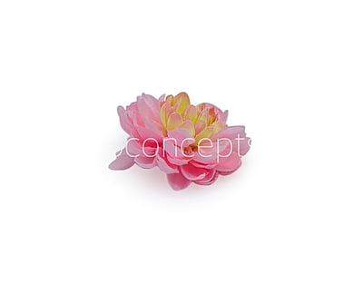 Pink Lemonade with hints of Green Dahlias