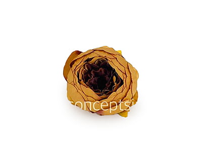 Peony - Tan