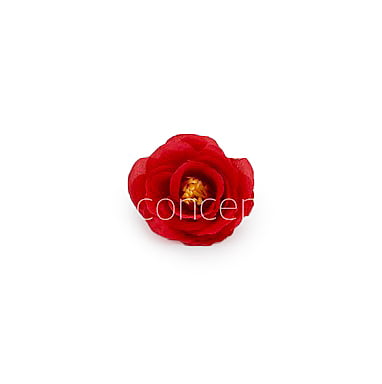 Scarlet Rose Flower Scarlet Rose Flower