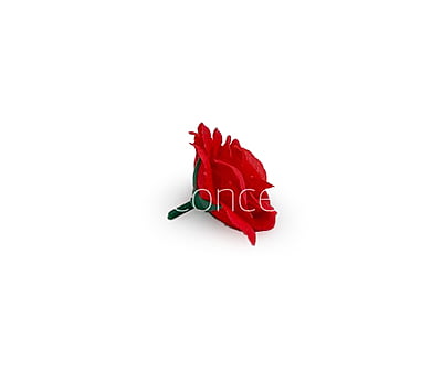 Scarlet Rose Flower Scarlet Rose Flower
