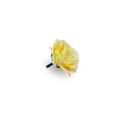 Lemon Yellow with hints of Pink Rose Flower Lemon Yellow with hints of Pink Rose Flower