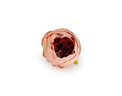 Peony - Peach with Brick Red