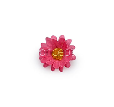 Bubble Gum Pink Daisy Flowers Bubble Gum Pink Daisy Flowers