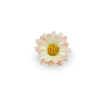 Cream with Peach Daisy Flowers