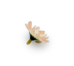 Cream with Peach Daisy Flowers