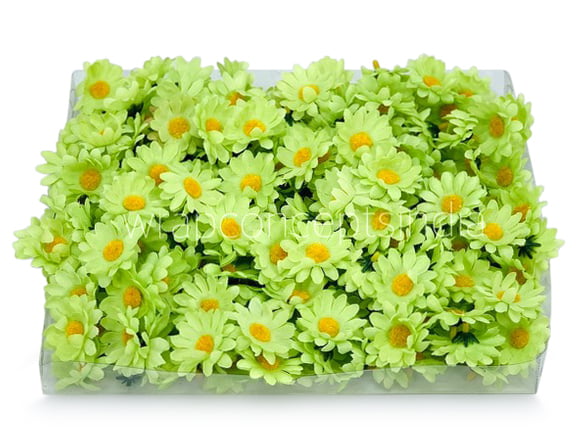 Lime Green Daisy Flowers Lime Green Daisy Flowers