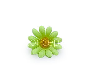 Lime Green Daisy Flowers Lime Green Daisy Flowers