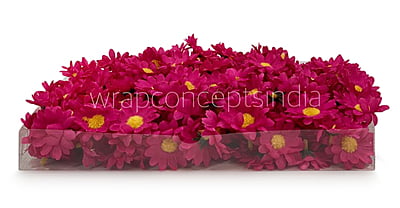 Fuchsia Pink Daisy Flowers Fuchsia Pink Daisy Flowers